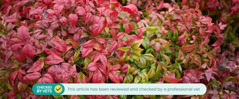 Bamboo poisonous to deals dogs